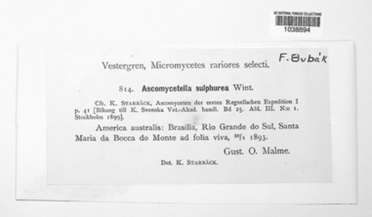 Myriangiopsis sulphurea image